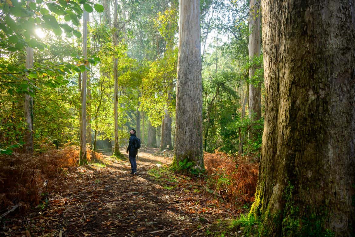 Ruta por el bosque de los gigantes en Souto da Retorta