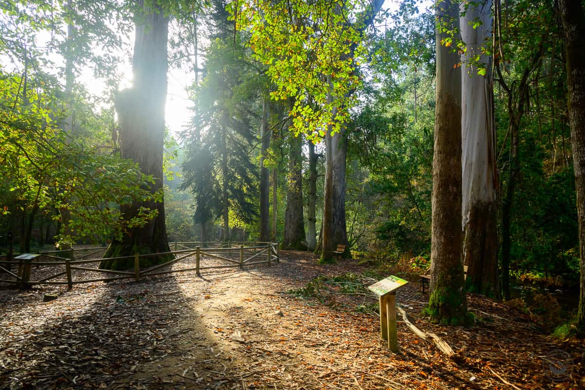Ruta por el bosque de los gigantes en Souto da Retorta