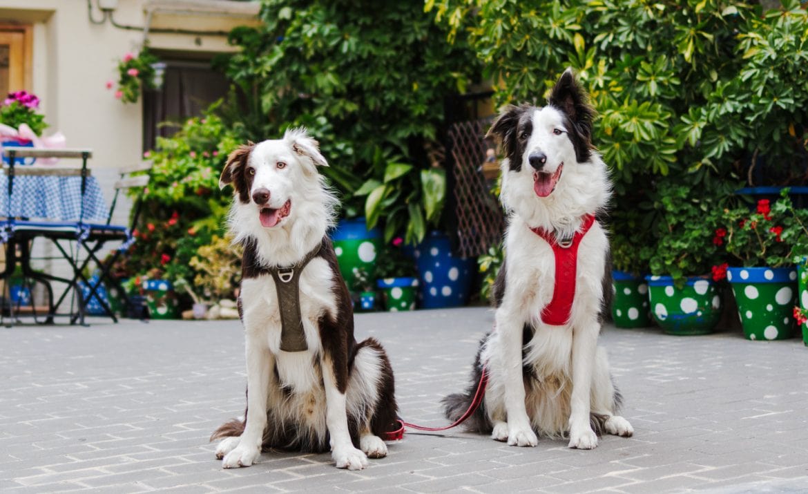Los mejores collares antiparasitarios para perro que usan Max y Raku