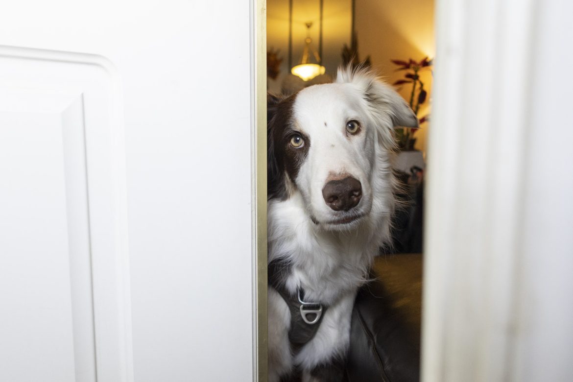 Controlando la ansiedad por separación en perros, en este caso Raku