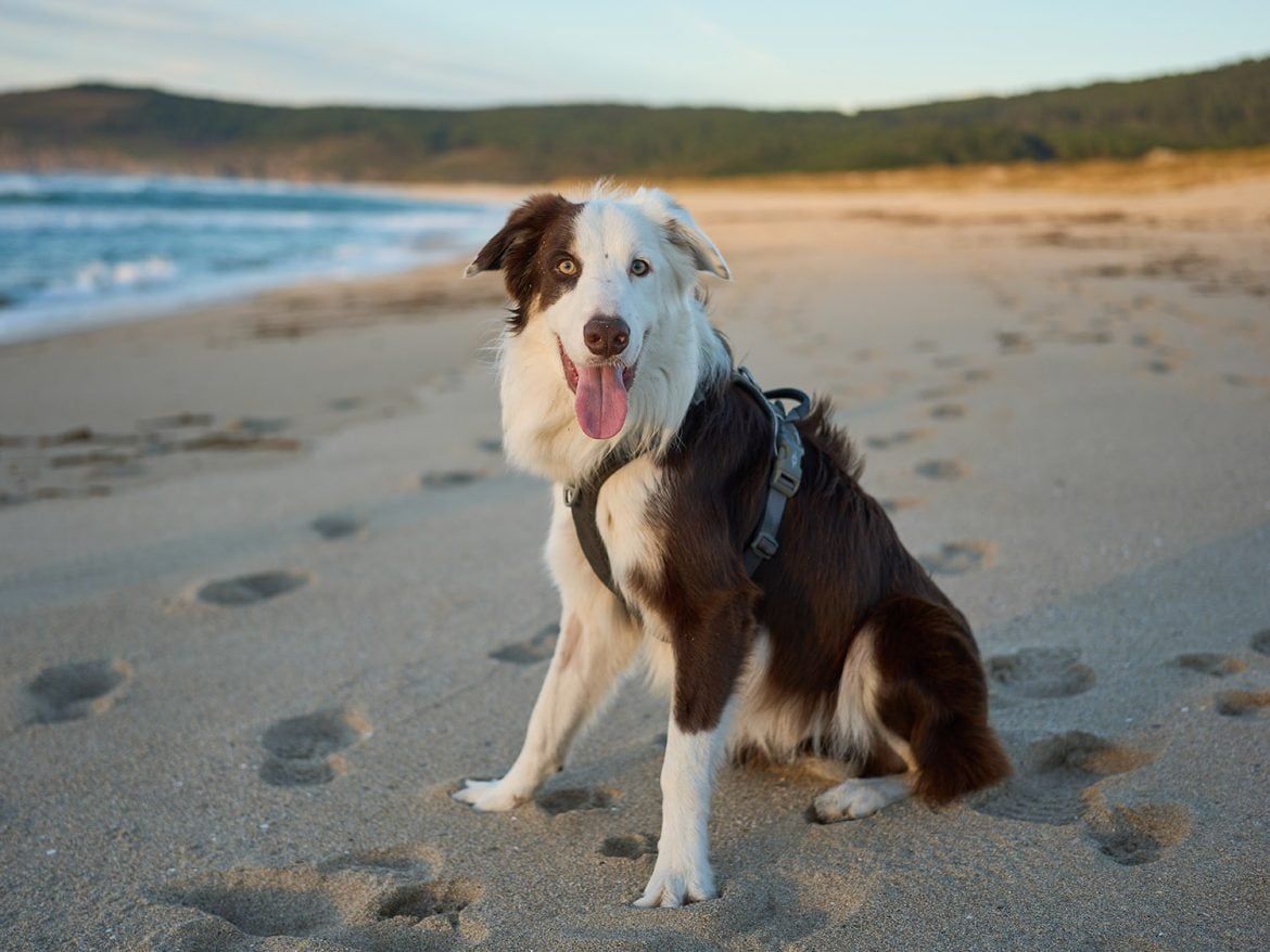 Raku no quiere comer, el problema inicial tras su adopción