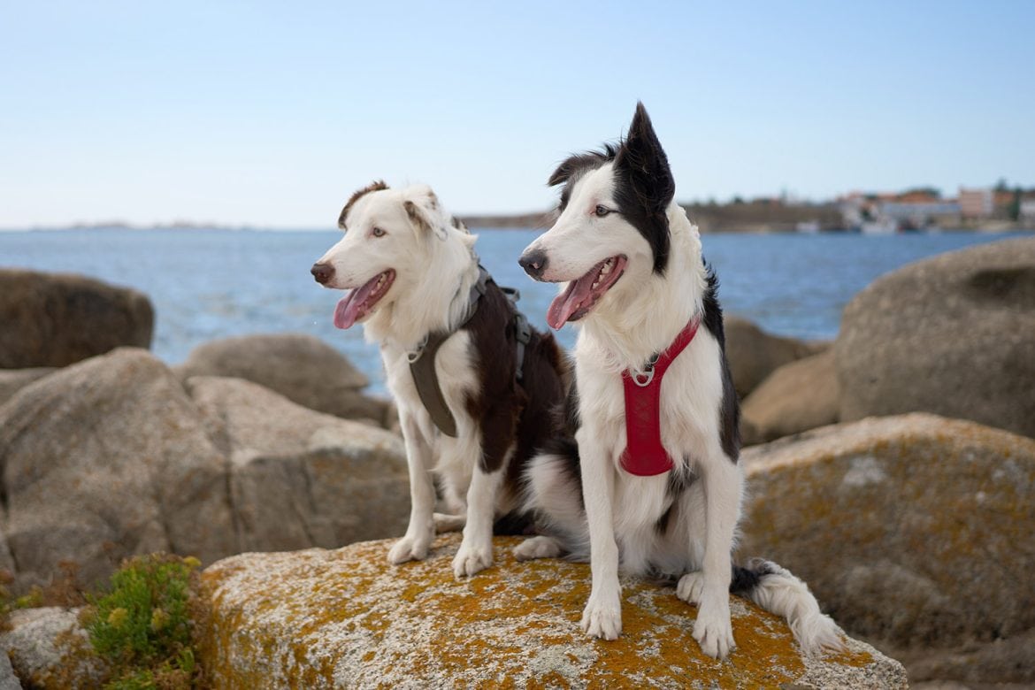 Max y Raku saben disfrutan de la naturaleza y de los paseos