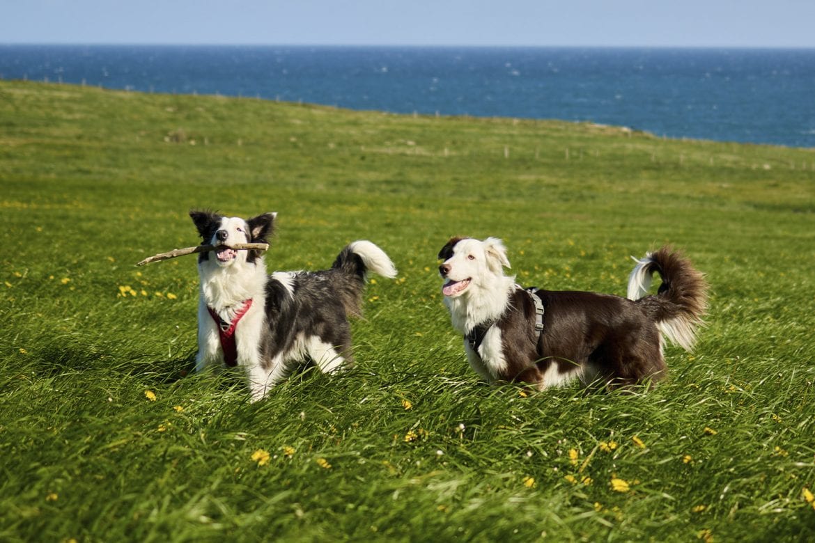 Max y Raku les encanta disfrutar de las playas y la naturaleza