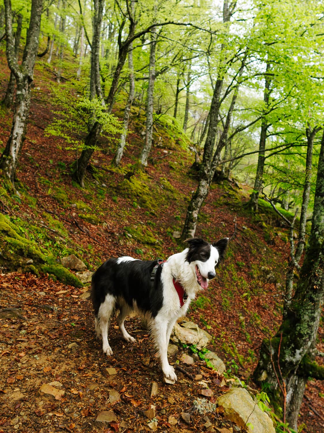 Max en el Bosque del Gumial, entre laderas empinadísimas.