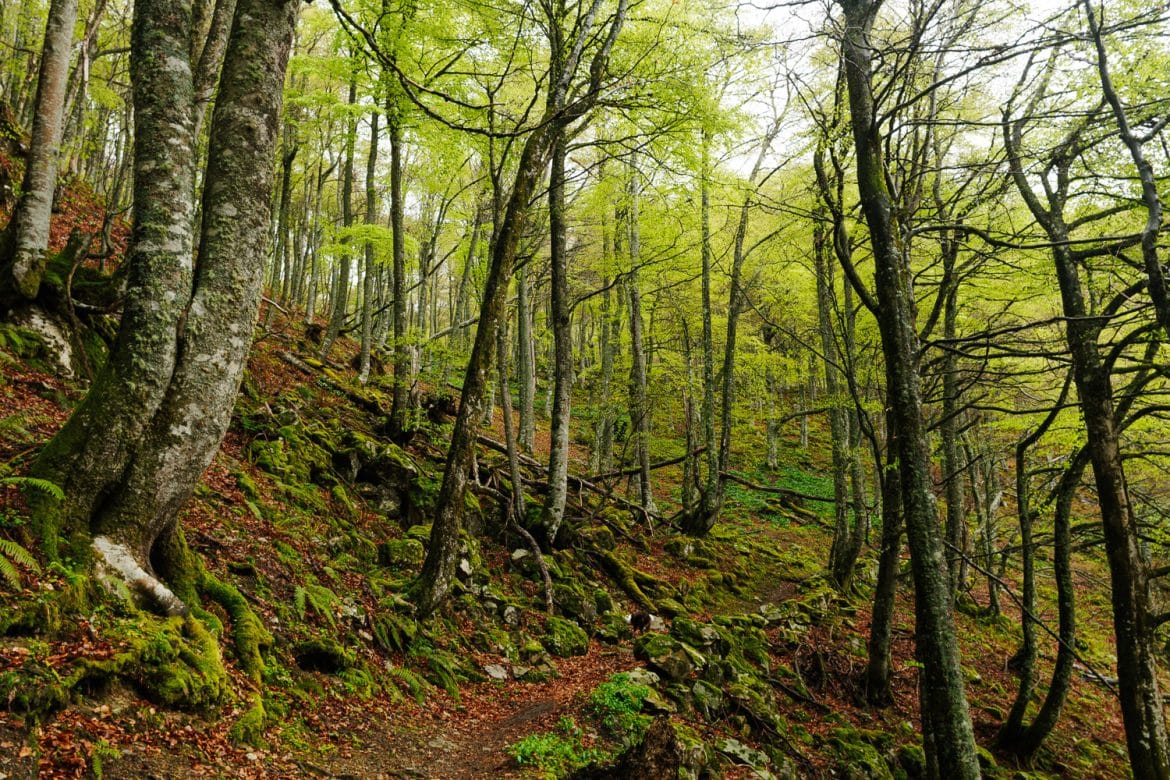 Bosque El Gumial en Asturias.