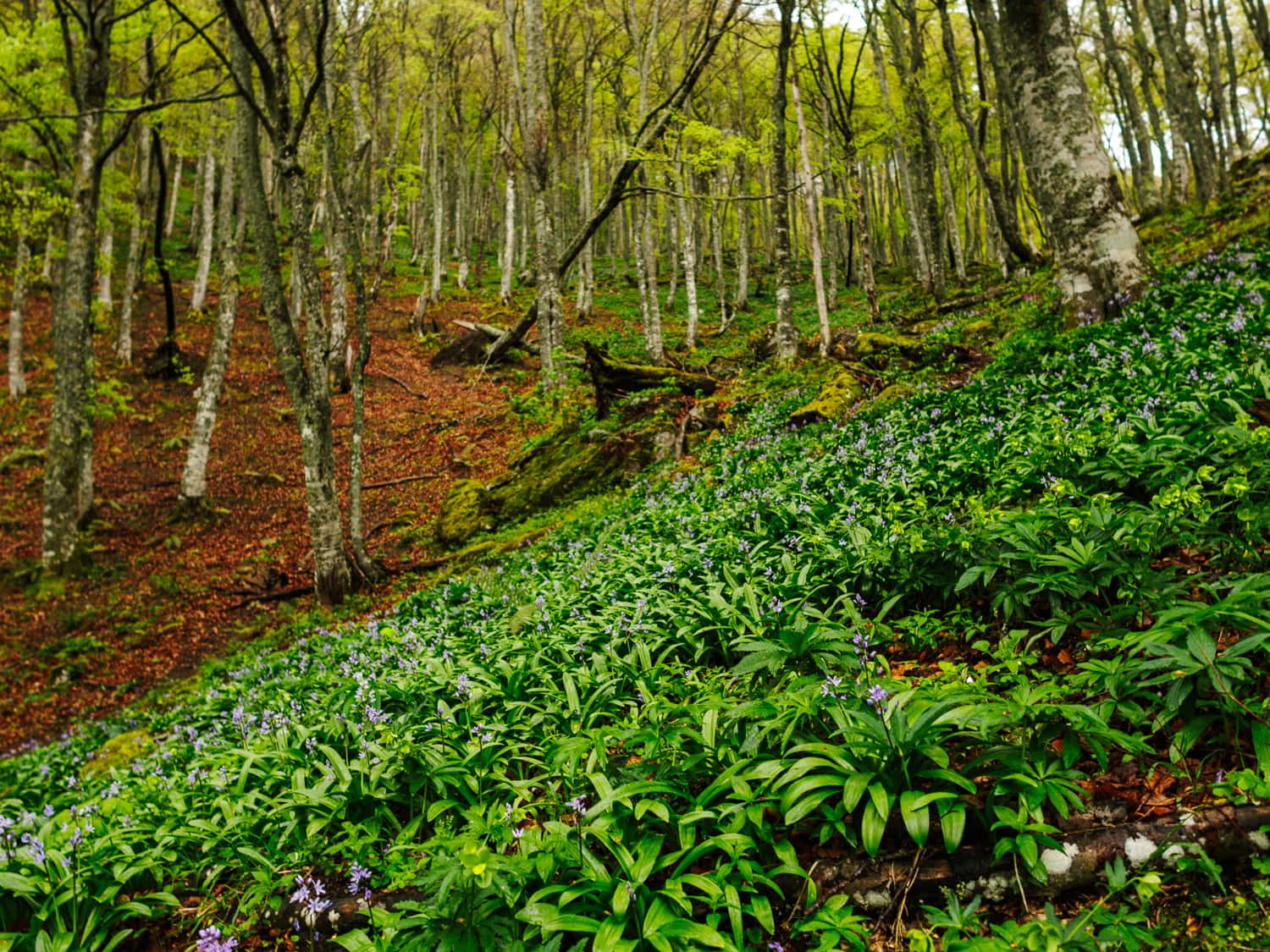 La vegetación autóctona en plena primavera del collado del Gumial.
