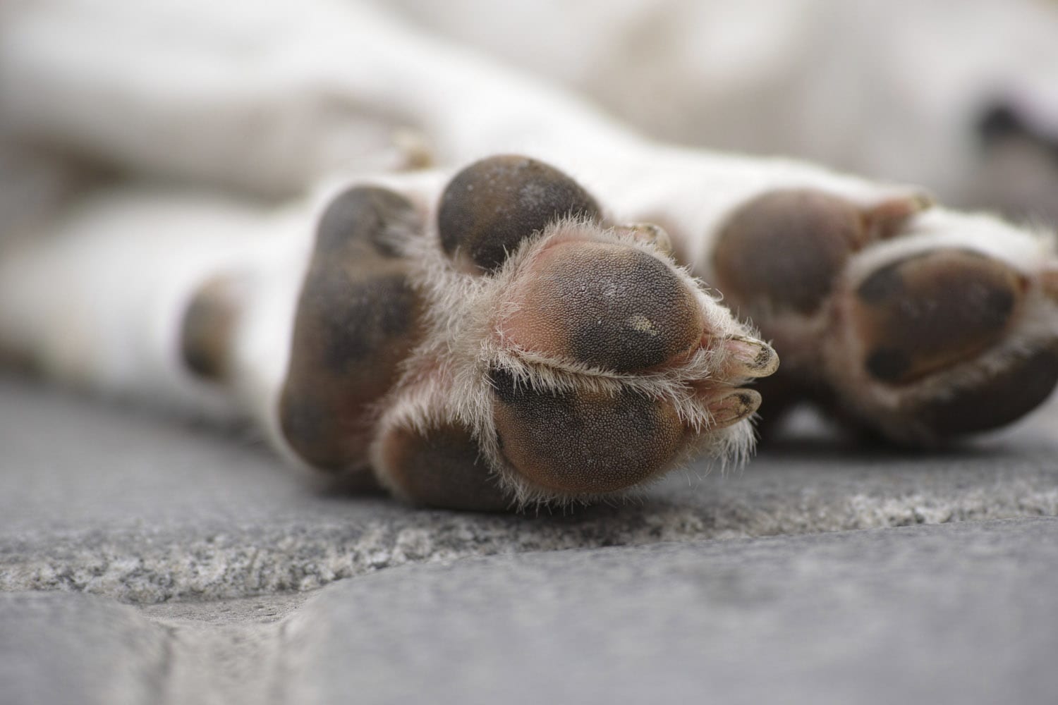 Las almohadillas de las patas son otros de las enfermedades que se pueden producir en los perros